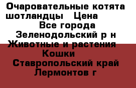 Очаровательные котята шотландцы › Цена ­ 2 000 - Все города, Зеленодольский р-н Животные и растения » Кошки   . Ставропольский край,Лермонтов г.